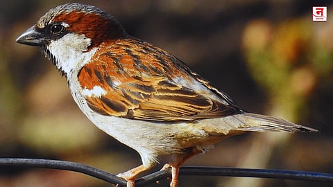 ठाण्यात चिमण्यांचा चिवचिवाट पुन्हा सुरू; नागरिक, निसर्ग अभ्यासकांना दिलासा