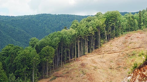 गेल्या वीस वर्षांत कोट्यवधी झाडे लावूनही 'महाराष्ट्र उजाड'; सरकारचे कोट्यवधी रुपये मातीत