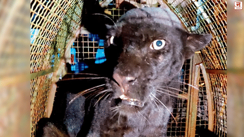 काळ्या बिबट्याला वाचवण्यात यश; ३६ तासांच्या प्रयत्नांनंतर विहिरीतून सुखरूप बाहेर