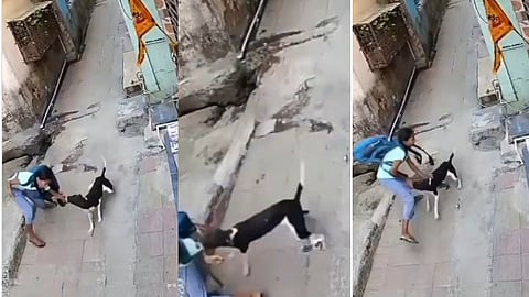 अंबरनाथमध्ये भटक्या कुत्र्याचा ११ वर्षीय मुलीवर हल्ला; किंचाळण्याचा आवाज ऐकून नागरिक धावले, मुलगी जखमी