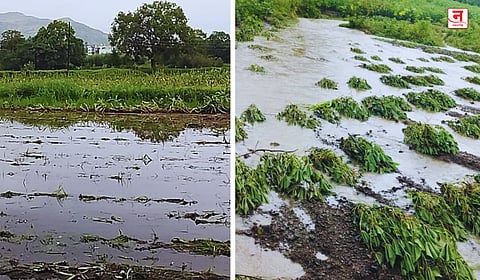Maharashtra Unseasonal Rain : मराठवाड्याला पावसाने झोडपले; आंब्याला फटका