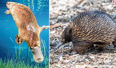 अंड्यातून जन्मणारे सस्तन प्राणी