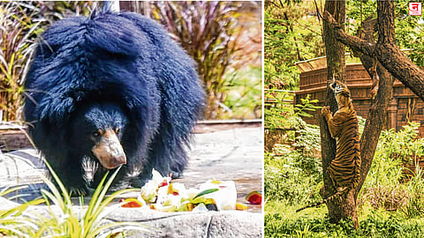 राणी बागेतील पशू-पक्ष्यांना गारेगार मेजवानी; कलिंगड, काकडी आणि आइस फ्रूट केक