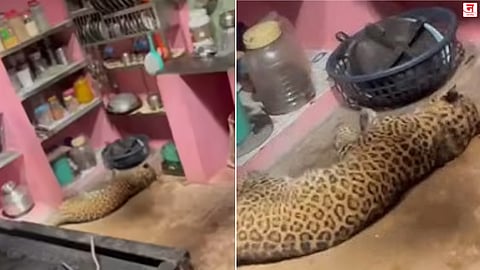 स्वयंपाकघरात घुसलेल्या बिबट्याचे यशस्वी रेस्क्यू; वनविभागाच्या कारवाईमुळे अनर्थ टळला