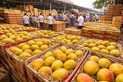 Navi Mumbai : हापूस आंबा झाला स्वस्त; APMCमध्ये दरात घट; १५००रुपयांपासून पेटी उपलब्ध