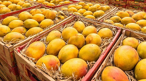 देवगड हापूस आंब्यांचो बापूस