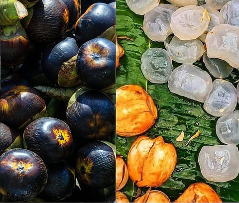 उकाड्यात नवी मुंबईकरांना ताडगोळ्यांचा गारवा; खरेदीसाठी नागरिकांची लगबग, स्थानिकांसह पर्यटकांनाही भुरळ