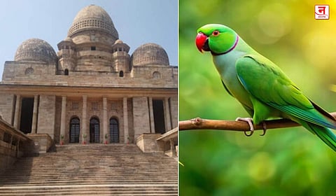 पोपट ‘वन्यजीव’च, नुकसानभरपाई द्या; मुंबई उच्च न्यायालयाच्या नागपूर खंडपीठाचा आदेश