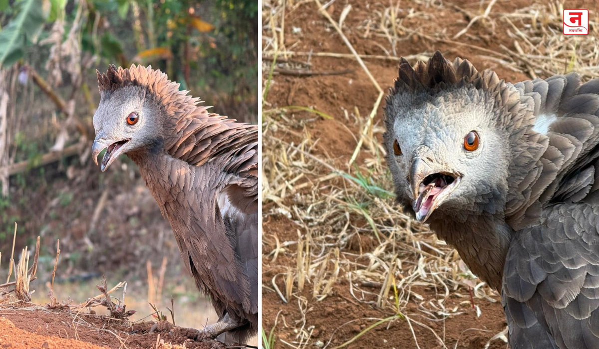 महाबळेश्वरात दुर्मिळ इंडोनेशियन ‘मलेओ’ पक्षी; स्थानिकांनी वाचवला जखमी पक्ष्याचा जीव