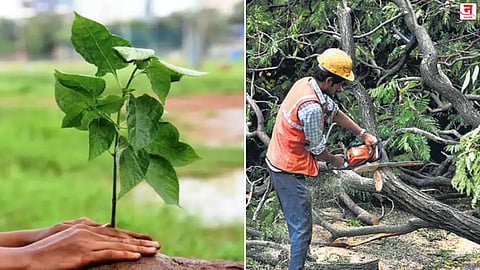 परवानग्यांचे 'बोन्साय'; एकीकडे ३०० कोटी झाडे लावणार, दुसरीकडे वृक्षतोड झाली सोपी