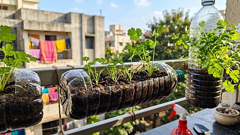 प्लास्टिक बाटलीत घरच्या घरी कोथिंबीर उगवण्याची सर्वात सोपी पद्धत