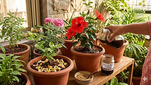 Gardening Tips : केळीच्या साली फेकू नका! घरच्या घरी तयार करा नैसर्गिक खत; जास्वंद-गुलाबाला येईल फुलांचा बहर