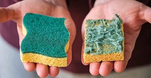 Kitchen Tips : भांडी स्वच्छ करणारा स्पंजच बनतोय बॅक्टेरियांचं घर; 'ही' चिन्हे दिसताच लगेच बदला