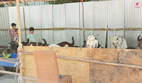 Mumbai : शिवडीत ४५ बकरे पालिकेच्या ताब्यात