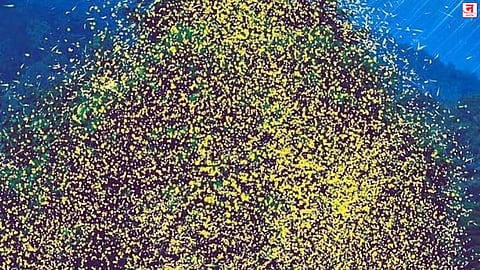चांदोली अभयारण्यात काजव्यांची मोहक रोषणाई; निसर्गप्रेमी आणि पर्यटकांची गर्दी