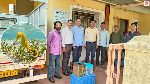 रत्नागिरीत तीन समुद्री घोड्यांची सुटका; मासेमारीच्या जाळ्यात होते अडकले