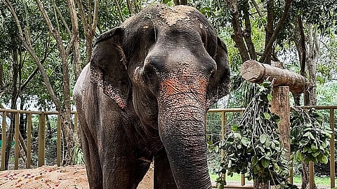 'माधुरी' हत्तीणीचे संग्रहित छायाचित्र