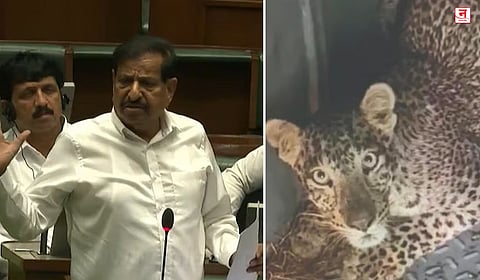 वन्यजीव हल्ले, मृतांच्या नातेवाईकांना नोकरी; राज्यातील संघर्ष रोखण्यासाठी ‘रॅबिट फार्मिंग’ आणि हरिण संवर्धनावर भर