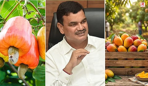 आंबा-काजू उत्पादकांना १५ दिवसांत मिळणार भरपाई; कृषी मंत्री दत्तात्रय भरणे यांची माहिती