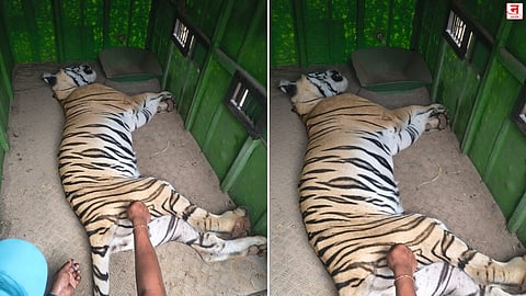 गोंदिया : मानवी बळी घेणारी वाघीण जेरबंद