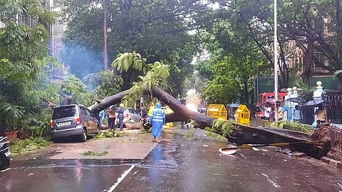 मुंबईत तीन वर्षांत झाडे व फांद्या कोसळून १२ जणांचा मृत्यू, १२५ जण जखमी; चेंबूर येथील दुर्घटनेनंतर सुरक्षेचा प्रश्न ऐरणीवर