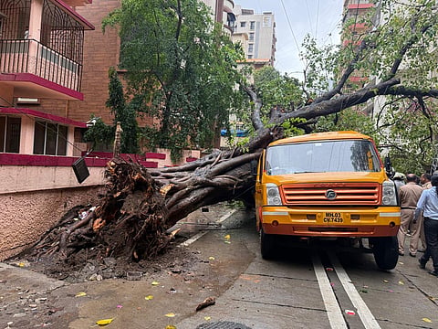 Mumbai : काँक्रीट, जलवाहिनीने घेतला झाडाचा जीव; चेंबूर प्रकरणात पालिकेच्या पथकाचा प्राथमिक अंदाज