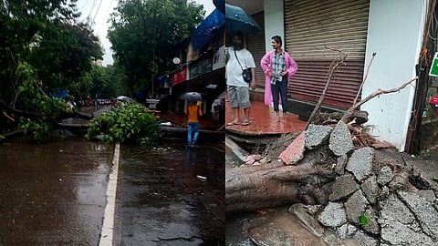 Mumbai : पावसामुळे दाणादाण! सात दिवसांत ११ मृत्यू, २२ जखमी; एक हजाराहून अधिक झाडे कोसळली, १३०० हून अधिक फांद्या कोसळल्या