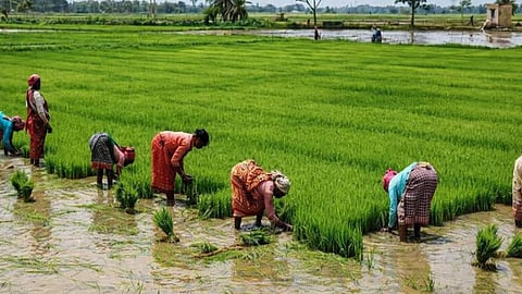 दुबार पेरणीसाठी डीपीडीसीमधून मोफत बियाणे; महसूल मंत्री चंद्रशेखर बावनकुळे यांची माहिती