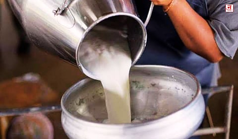 Satara : फलटणमध्ये दूध संकलनात २७ हजार लिटरची घट; दूध भेसळ रॅकेटचा पर्दाफाश, FDA च्या कारवाईनंतर संकलकांचा हात आखडता