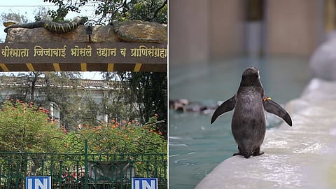 कुटुंब वाढले! राणी बागेत चार 'बाळ पेंग्विन'; दोन नर, दोन मादी हंबोल्ट पेंग्विन पिल्लांचा जन्म; संख्या २१ वरून २५ वर