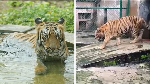 Mumbai : ‘बिजली’ वाघिणीचा वृद्धापकाळाने मृत्यू