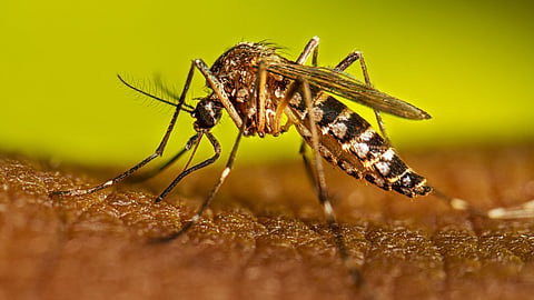उल्हासनगरात डेंग्यूचा पहिला बळी; १७ वर्षीय मुलाचा उपचारादरम्यान मृत्यू