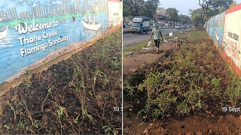 मुंबईत तब्बल १ लाख १७ हजार बांबूंची लागवड; महापालिकेच्या निविदेला निविदाकारांची पाठ