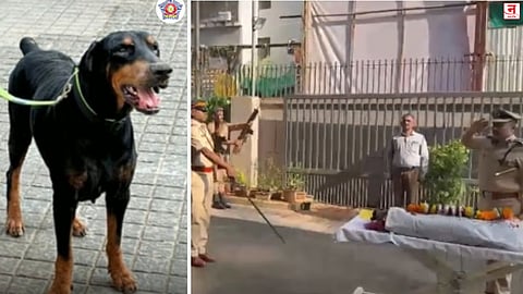 'लिओ'ला गुन्हे शाखेचा अखेरचा निरोप; गुंतागुंतीचे गुन्हे उघडकीस आणण्यात महत्त्वाची भूमिका