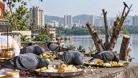 Thane : पितरांचं काव-काव, कबुतरांनी मारला ताव; वृक्षतोडीमुळे पक्ष्यांच्या नैसर्गिक अधिवासावर परिणाम ?