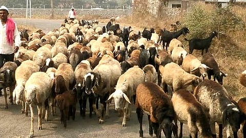 पाणीटंचाईमुळे माणदेशातील मेंढपाळांचे स्थलांतर; दसरा-दिवाळीपूर्वीच स्थलांतराची वेळ