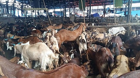 Mumbai : मांस महागणार; देवनार कत्तलखान्यातील शुल्कात होणार वाढ