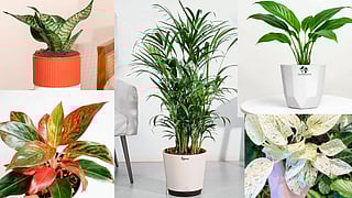 National Gardening Day: 5 plants for cooler indoors