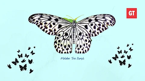 Malabar Tree Nymph has been given the status as state butterfly of Goa