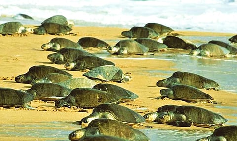 Every year, Olive Ridley turtles arrive en masse at a few of Goa's beaches around this time of year