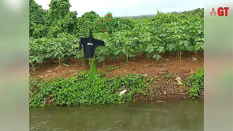 Ladyfingers can be grown in Goa at this time of the year