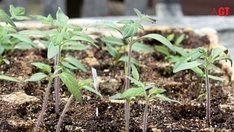 The Margao Kitchen Gardeners’ Market will be held on June 4, 2022 and June 5, 2022