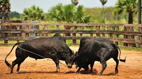 Animal lovers argue that recognising dhirios will lead to exploitation of the animals.