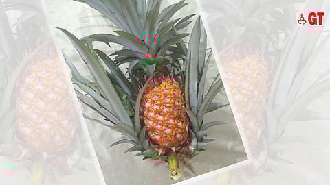 A pineapple with a crown and slips