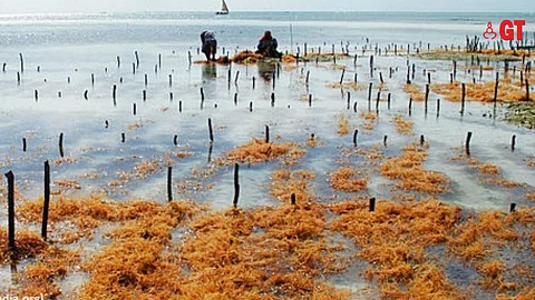 Learn about seaweed aquaculture on the Indian coast