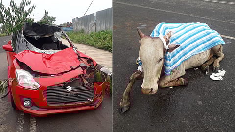 The car with its front portion completely damaged and the grievously injured cow.