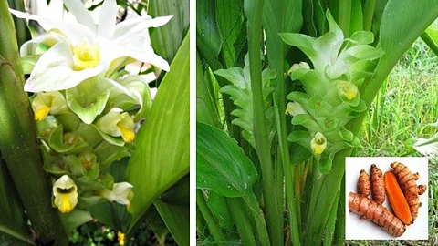 Turmeric (Curcuma longa) is an essential part of the lives of Goans