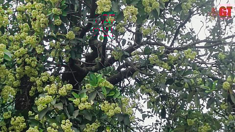 An enchanting fragrance radiates from the Saptaparni tree.
