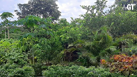 A pleasant effusion of greenery.