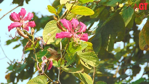 The fowers of 'Bauhinia purpurea' look very similar to orchids